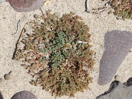 Sandmat plant
