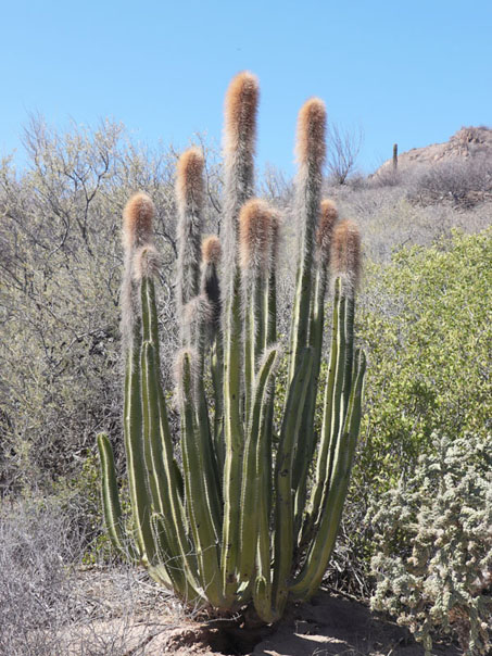 Old-Man Cactus