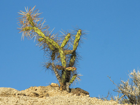 Long-spined cholla