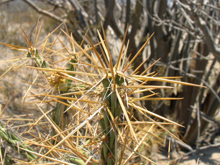 Long-spined cholla