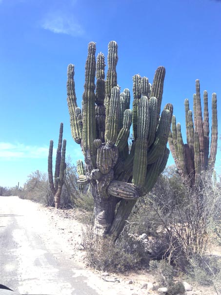 Giant cardon cactus