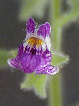 Flower of Pseudorontium cyathiferum