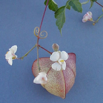 Cardiospermum corindum vine flowers and fruit