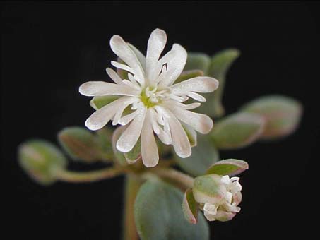 Drymaria holosteoides flower