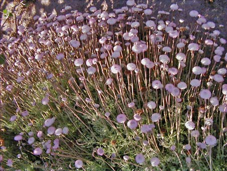 Hofmeisteria fasciculata var. pubescens plant in bloom