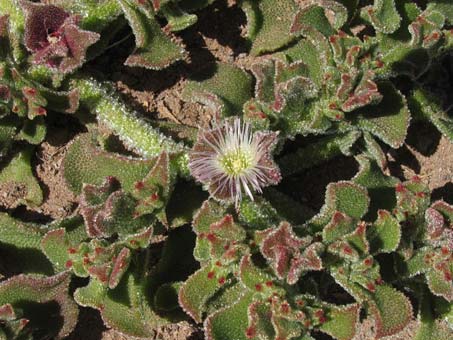 Hojas y flor de Mesembryanthemum crystallinum