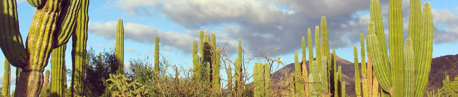 Desert scrub around Bahia Concepcion, Baja California Sur