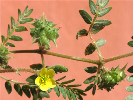 Las hojas, flores y fruto de Tribulus terrestris