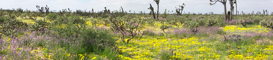 Wildflowers carpet the Vizcaíno desert