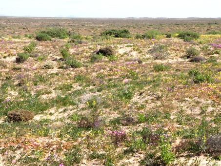 Vizcaíno desert wildflowers