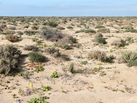 plantas de las dunas