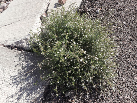 Plant growing out of crack in asphalt
