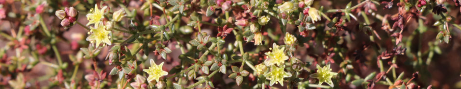 Flowers of San Felipe Buckwheat