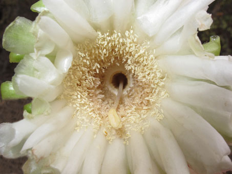 Closeup of Cardón flower