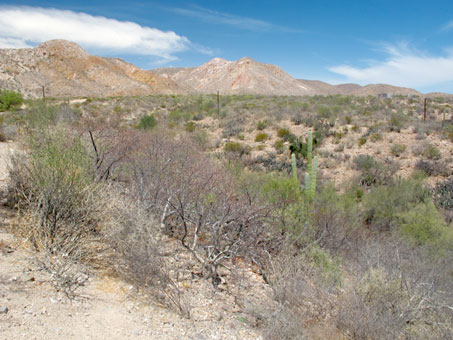 View of desert on bajada near Mulege