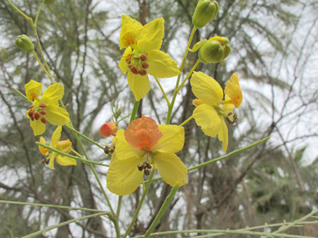 Parkinsonia aculeata flowers