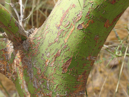 Palo verde´s green bark