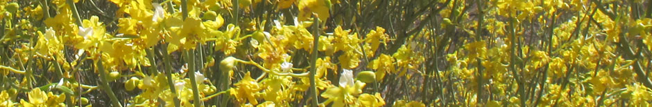 Las flores de Parkinsonia microphylla