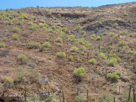 Palo verde trees blooming on rocky hillside in desert