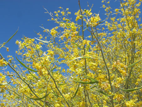 Palo verde tree filled with blooms