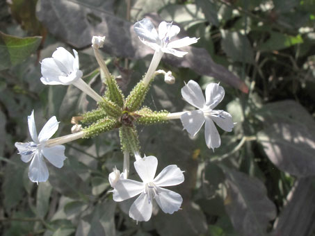 Plumbago scandens flowers