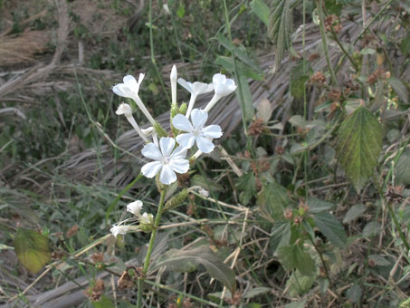 Plumbago scandens flowers