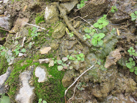 plants and mosses in seep in hillside