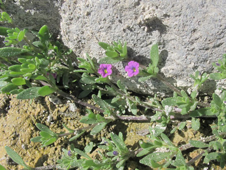 Petunia parviflora flowers