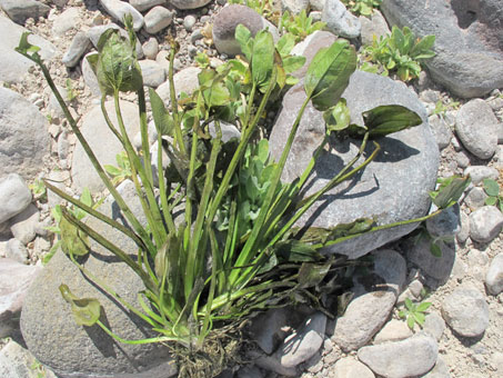 Potamogeton, or pondweed, an aquatic plant