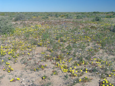 Las flores silvestres en el Desierto de Vizcaino, Baja California Sur