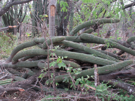 Habit of Euphorbia ceroderma