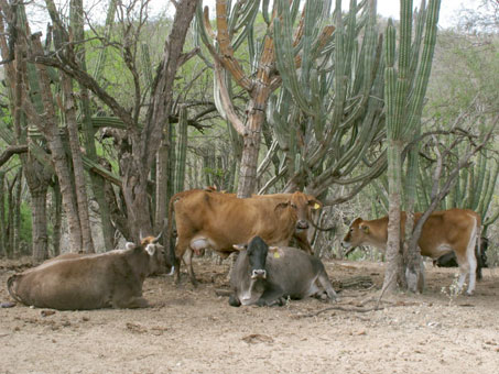 cows in the arid forest