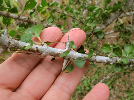 Randia obtusifolia