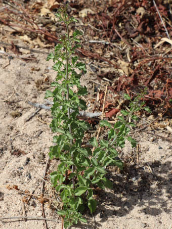 Cape Dog-weed plant