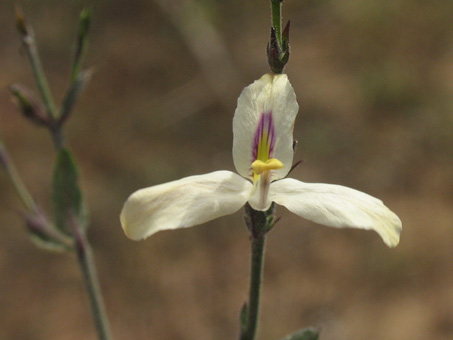 Arizona Wrightwort flowers
