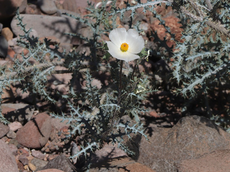 White flower of Prickly Poppy