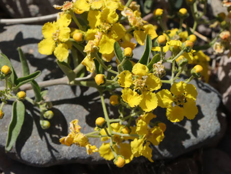 closeup of yellow flowers of Hillyhock vine