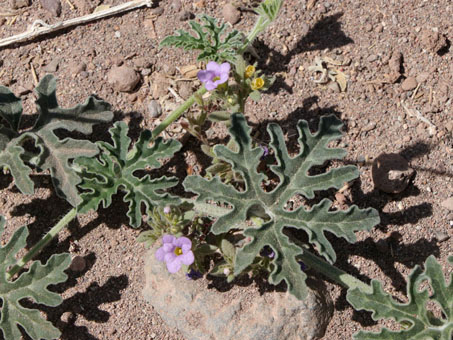 Leaves of Coyote melon vine and lavender flowers of Nama coulteri