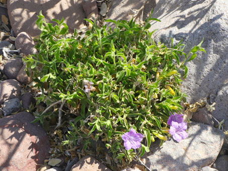 Ruellia californica flowers