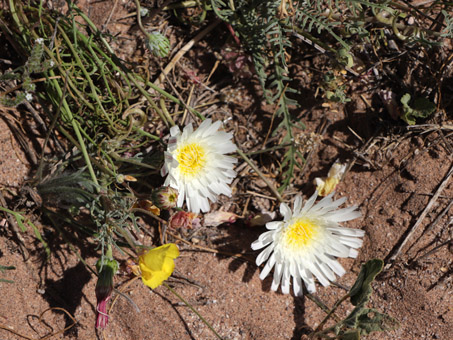Malacothrix glabrata flowers