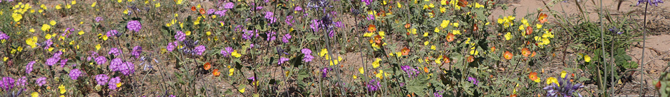 Mixed wildflowers Vizcaíno Plain
