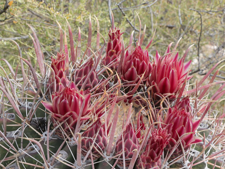 Red-Spine Barrel Cactus buds