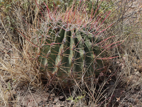 Giganta or Straight-Spine Barrel Cactus