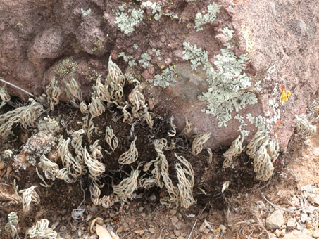 Lichens and mosses and Spike'moss on boulder
