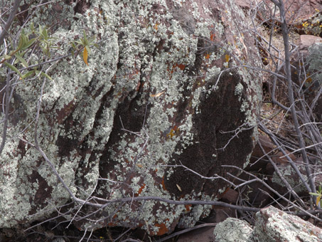 Lichens and mosses on boulder