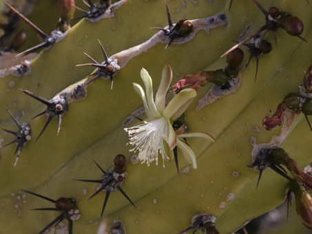 Candelabra cactus flower