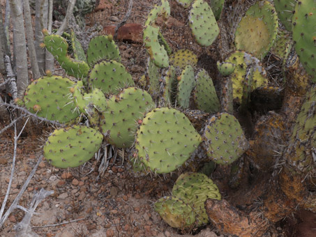 Prickly pear cactus plant