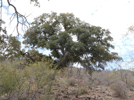 Mexican Blue Oak tree