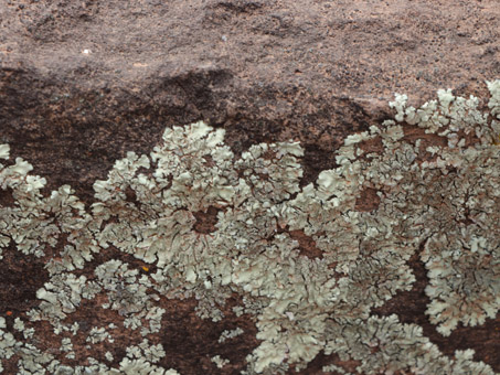 Shield lichens on boulder