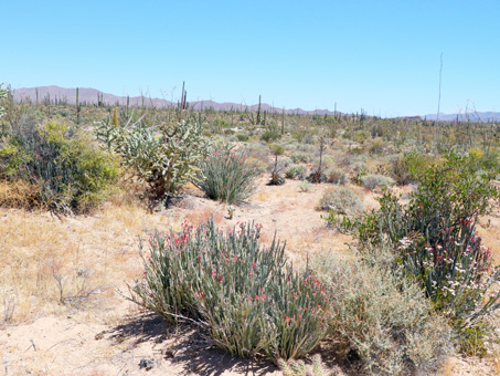 plants of the Central Desert scrub